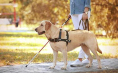 娱乐吃瓜酱导盲犬,跟随“吃瓜酱”探索无障碍世界的欢乐时光