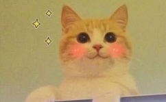 猫猫永不为奴娱乐吃瓜酱,揭秘娱乐圈幕后趣闻