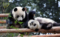 娱乐吃瓜酱大熊猫,揭秘大熊猫的趣味生活