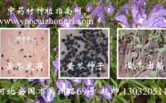 黄芩种子,黄芩种子种植技术及市场前景分析