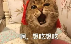 娱乐吃瓜酱收了你的猫粮,宠物界的“网红”效应